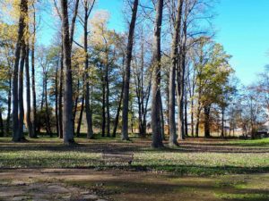 Malowniczy, zielony park z wysokimi drzewami jesienią i ławką w ogrodzie Zajazdu Podzamcze